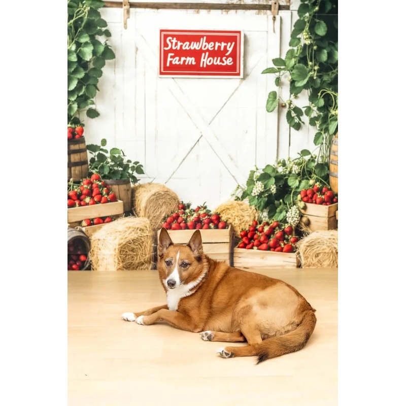 Kate Strawberry Farmhouse Rustic Hay Bales Backdrop Designed by Kate Image Microfiber (Printed) 7x5ft - small kids sitting / cake smash