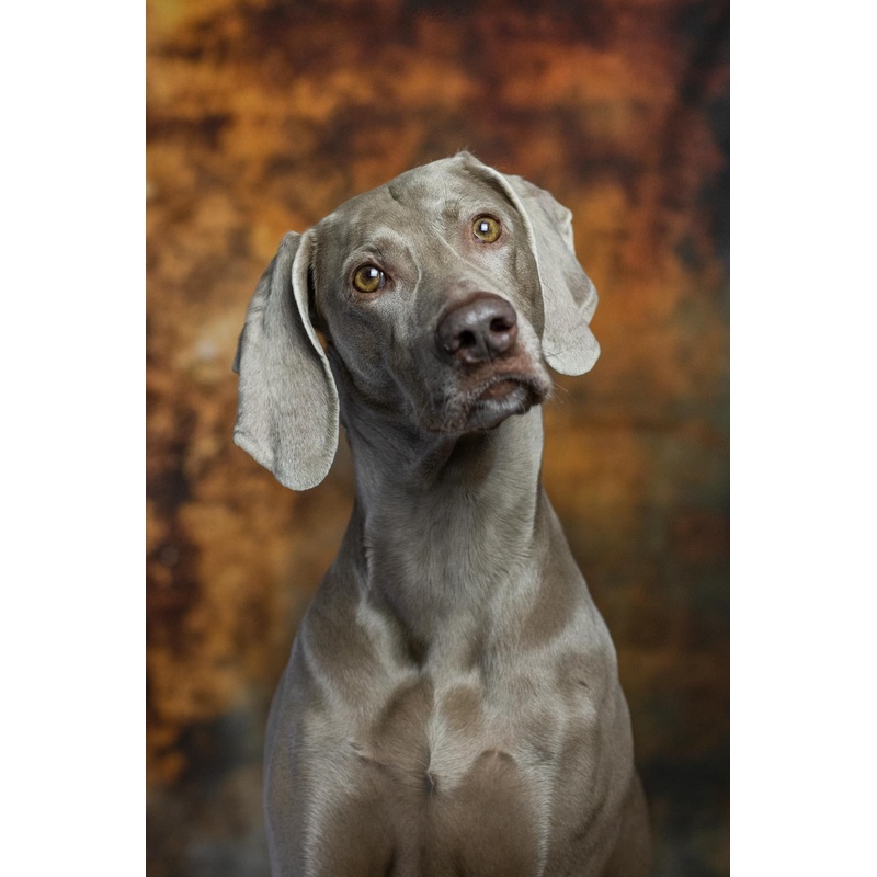 Kate Abstract Gilt Backdrop Designed by Chain Photography 5x7ft(1.5x2.2m) Microfiber (Printed)