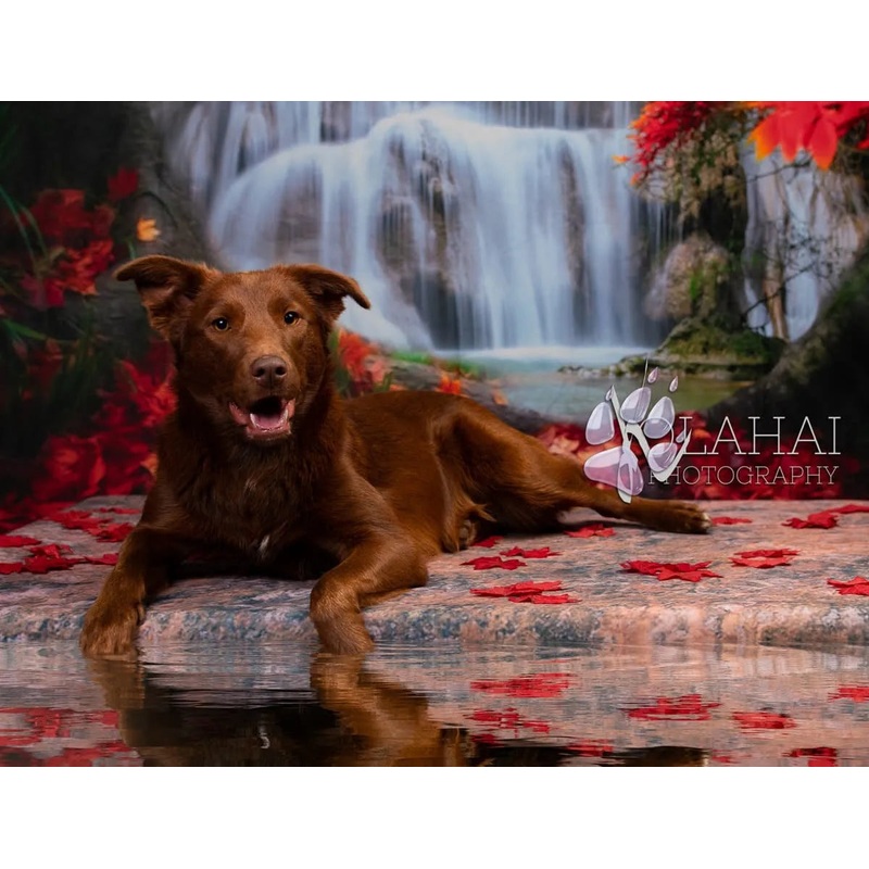 Kate Autumn Leaves Waterfall Forest Backdrop for Photography 5x3ft - newborns and babies Microfiber (Printed)