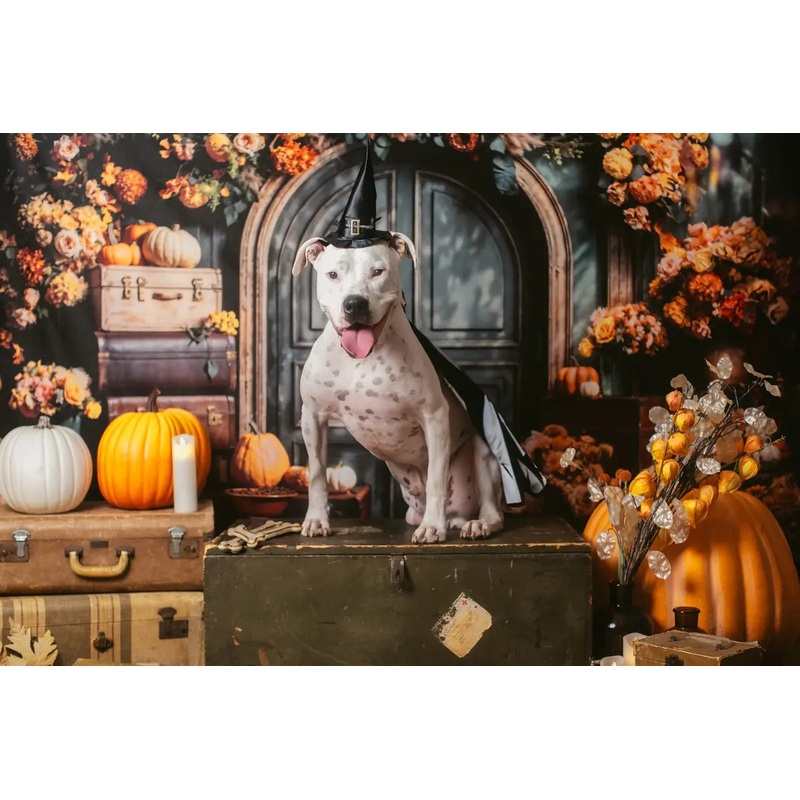 Kate Autumn Fine Art Flower Pumpkin Dark Grey Arched Door Backdrop Designed by Emetselch 7x5ft - small kids sitting / cake smash Microfiber (Printed)